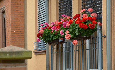 flores_balcon.jpg