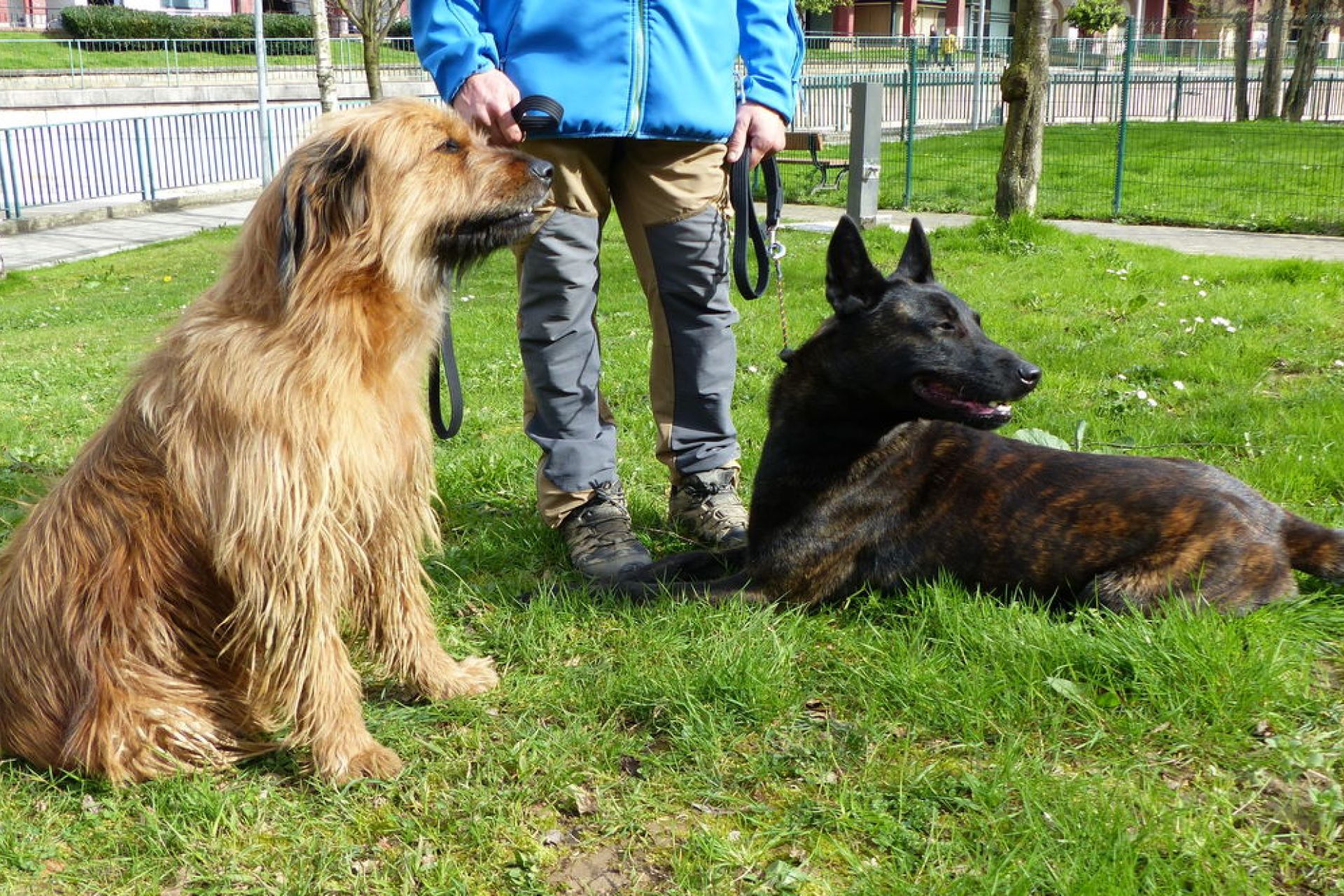 El Ayuntamiento somete a información pública la nueva ordenanza municipal de tenencia y protección de animales para recabar aportaciones