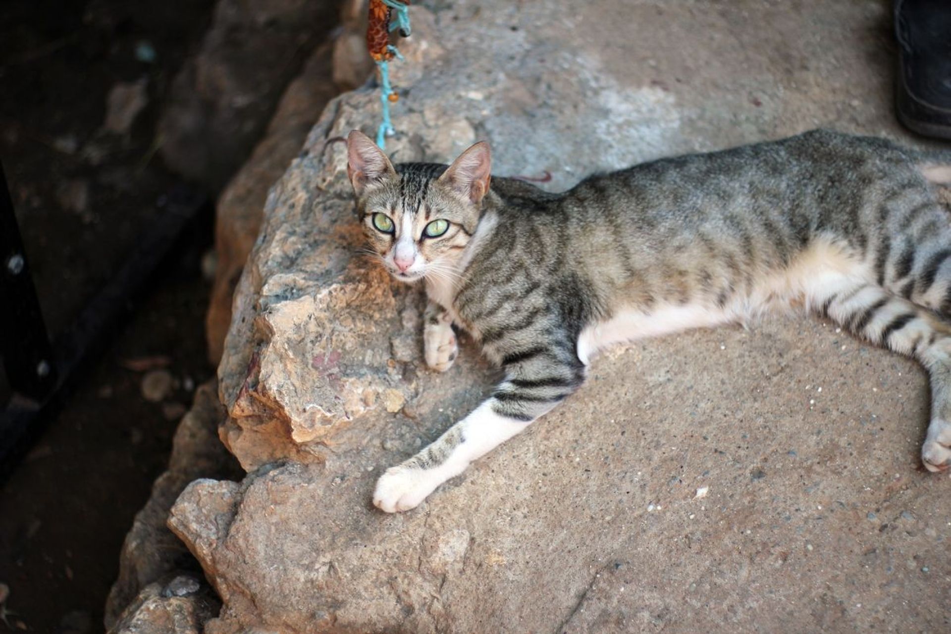 Envenenamiento de gatos en Beasain