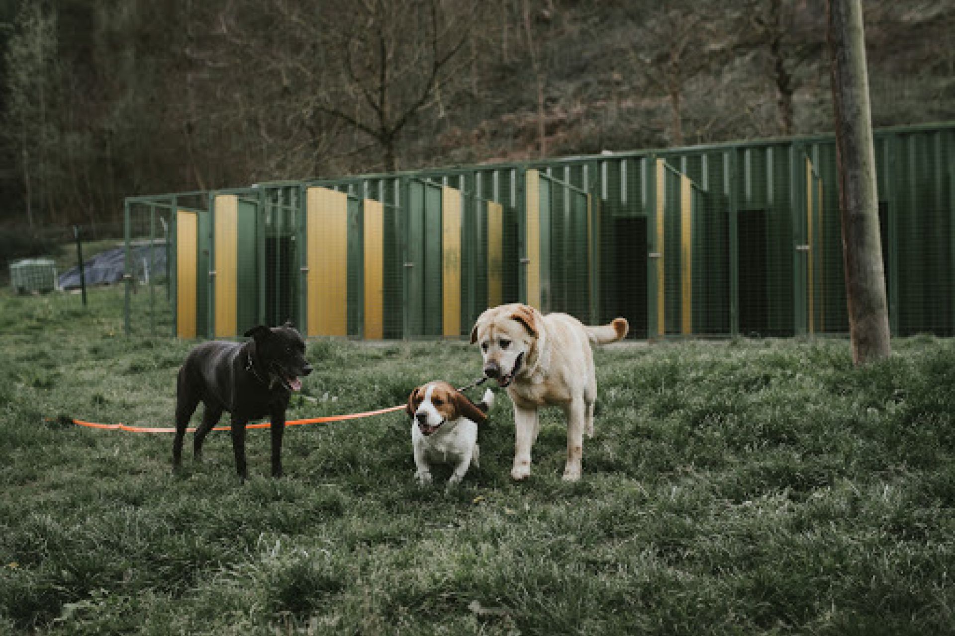 Formación para dueños de perros y paseos formativos a partir de la semana que viene